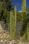 Cactus at Mitla archeological Zapotec ruins Oaxaca Mexico