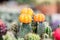 Cactus , Moon cactus ,Gymnocalycium , Gymnocalycium Mihanovichii  Bright yellow in kindergarten in the nursery