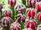 Cactus , Moon cactus ,Gymnocalycium , Gymnocalycium Mihanovichii  Red head with red flowers that are about to bloom