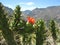 Cactus in the mountains