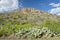 Cactus on mountainside