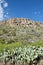 Cactus on mountainside