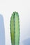 Cactus , myrtillocactus geometrizans or Fairytale castle or Cereus peruvianus or harrisia tetracantha or harrisia or succulent