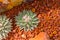 Cactus in nature desert