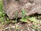 Cactus near papanasam upper dam