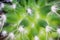 Cactus needle macro background