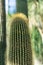 Cactus neobuxbaumia polylopha close up