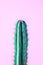 Cactus on neon pink. Art Gallery Fashion Design. Minimal Stillife. Concept with fluffy colorful balls, detail, copy space, summer