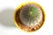 A cactus neoporteria saxifraga in yellow pot, isolated on a white background, top view