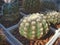 Cactus Notocactus uebelmannianus HU78 with wooly top