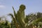Cactus in an oasis near the Dead Sea