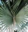 Cactus open leaves