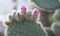 cactus Opuntia leucotricha
