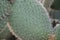 cactus Opuntia leucotricha