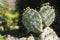 Cactus Opuntia leucotricha Plant with Spines Close Up. Green plant cactus with spines and dried flowers.Indian fig