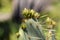 Cactus Opuntia leucotricha Plant with Spines Close Up. Green plant cactus with spines and dried flowers.Indian fig