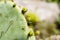 Cactus Opuntia leucotricha Plant with Spines Close Up. Green plant cactus with spines and dried flowers.Indian fig