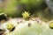 Cactus Opuntia leucotricha Plant with Spines Close Up. Green plant cactus with spines and dried flowers.Indian fig