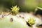 Cactus Opuntia leucotricha Plant with Spines Close Up. Green plant cactus with spines and dried flowers.Indian fig