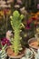 Cactus, Opuntia monacantha at Pune,