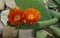 cactus /Opuntia /Prickly/ orange  flowers, close-up photo.