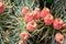 Cactus Opuntia with red ripe fruits