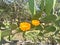 Cactus opuntia tomentosa salm-dyck with blooming flowers close-up