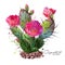 The Cactus Opuntia watercolor painting