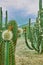 Cactus orchard yielding rich pitayas,