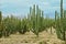 Cactus orchard yielding rich pitayas,