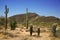 Cactus in Organ Pipe, Arizona, USA