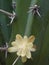 Cactus organillo con flor amarilla