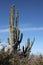 Cactus in the outback, Cabo San Lucas, Baja California Sur, Mexico