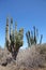 Cactus in the outback, Cabo San Lucas, Baja California Sur, Mexico