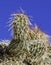 Cactus at Paint Mines Interpretive Park in Colorado.