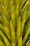 Cactus Palm Leaves