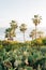 Cactus and palm trees at Heisler Park, in Laguna Beach, Orange County, California