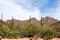 Cactus, Palo Verde and other desert plants in Saguaro National Park, Arizona