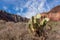 Cactus pancake prickly pear with scenic view on massiv mesa cliff The Battleship seen from Bright Angel, Arizona, USA.