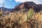 Cactus pancake prickly pear with scenic view on massive mesa cliff O Neil Butte seen from Bright Angel hiking trail, Arizona.