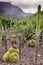 Cactus Park - Gran Canaria