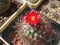 Cactus Parodia schuetziana with flowers