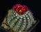 Cactus Parodia subterranea