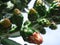 Cactus pear flowers