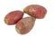 Cactus pears isolated