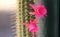 Cactus and Pink Flower