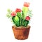 Cactus with pink flower, succulent in pod, tropical blossom cactus species, flowering green house plant, flowers design