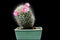 Cactus with pink flowers