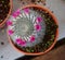 Cactus pink flowers