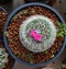 Cactus pink flowers